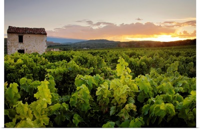 Vineyard Near Malemort-Du-Comtat; France