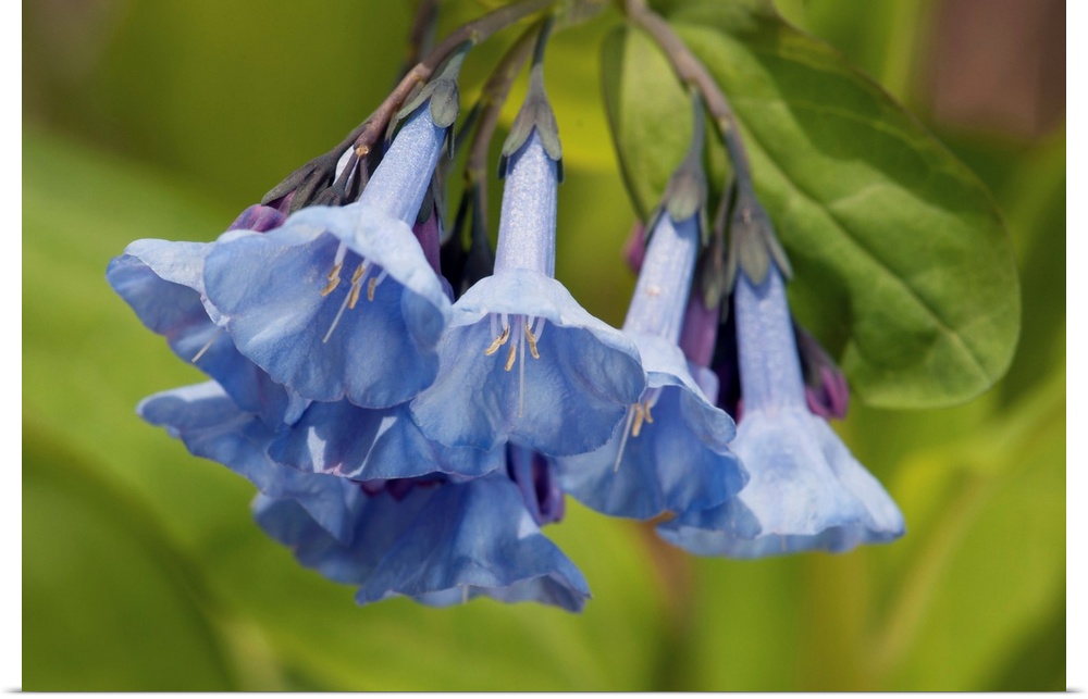 Virginia bluebells, Mertensia virginica, in the springtime. Framingham, Massachusetts.