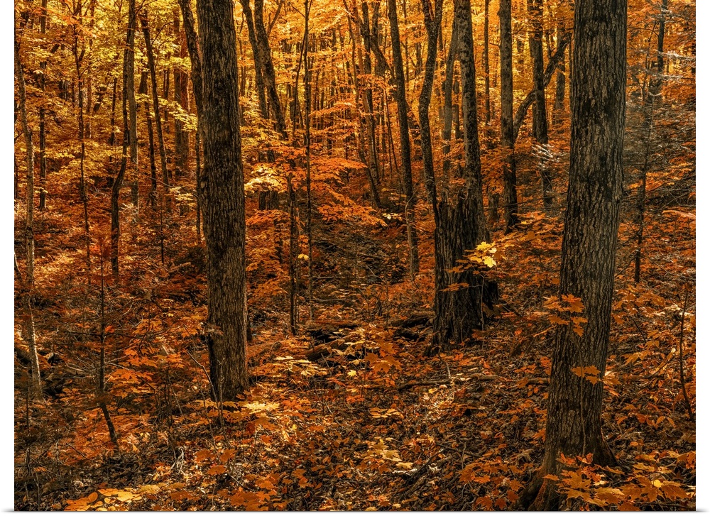 Warm coloured foliage on the trees and forest floor in autumn; Huntsville, Ontario, Canada.