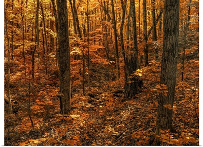 Warm Coloured Foliage On The Trees And Forest Floor In Autumn, Huntsville, Ontario, CA