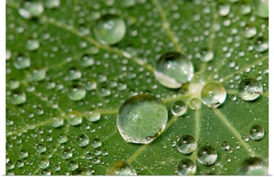 Water drops on a nasturtium leaf.; Wellesley, Massachusetts.
