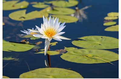 Water Lilly, Chobe National Park, Botswana, Southern Africa