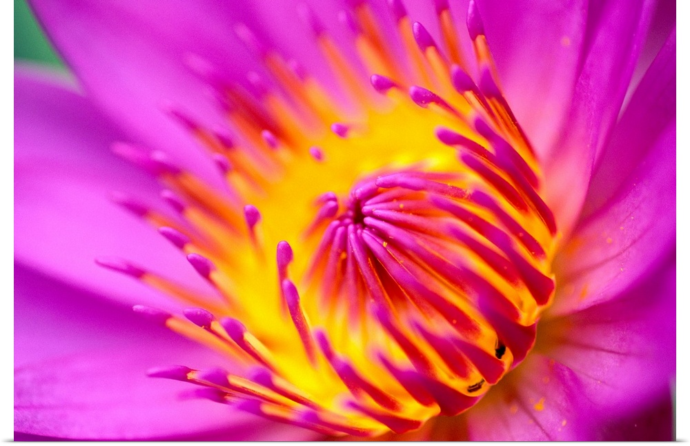 Water Lily, Bright Pink With Yellow Center