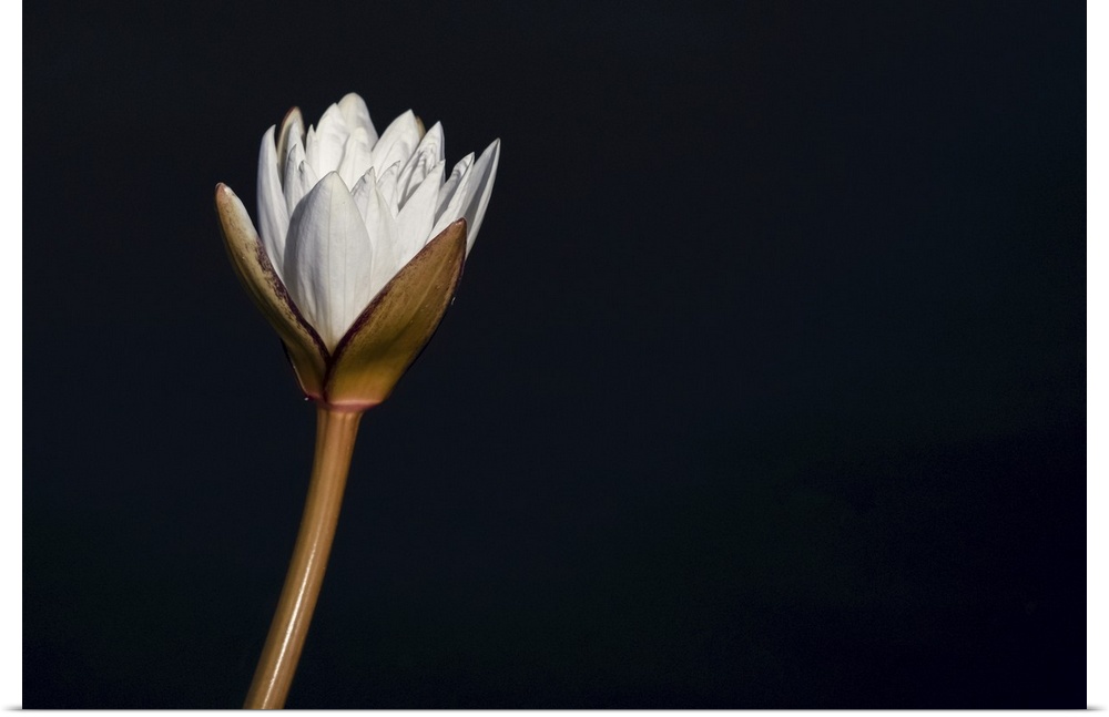 Water lily on a black background, Botswana.