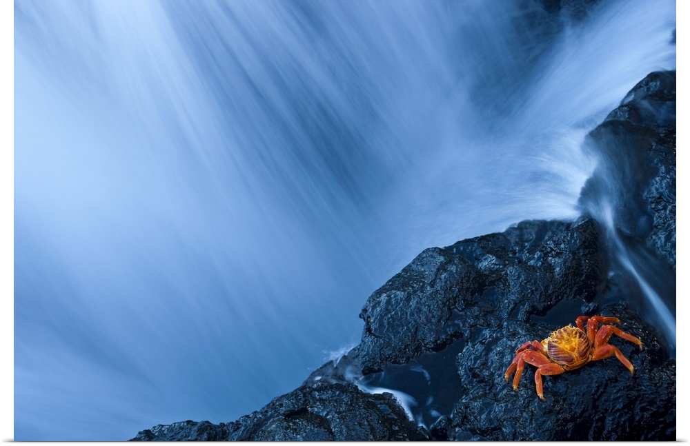 Water from a waterfall rushing past a rocky cliff where a crab is resting, San Salvador Island, Galapagos, Ecuador
