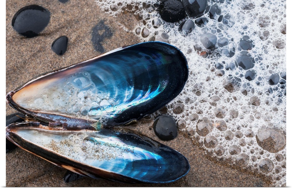 Waves Wash Over A Blue Mussel (Mytilus Edulis) Shell On The Beach. Cannon Beach, Oregon, United States Of America.