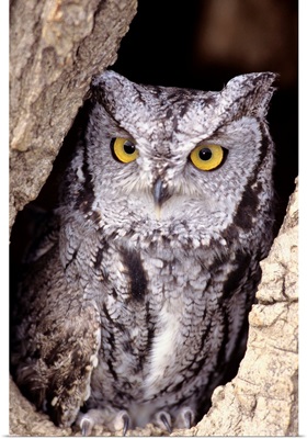 Western Screech Owl (Otus Kennicottii) In Hollow Cottonwood