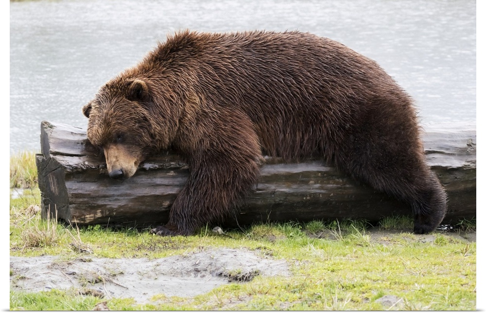 A Wet Brown Bear (Ursus Arctos) Laying On A Log At The Water's Edge; Alaska, United States Of America