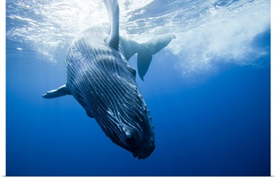 Whale calf