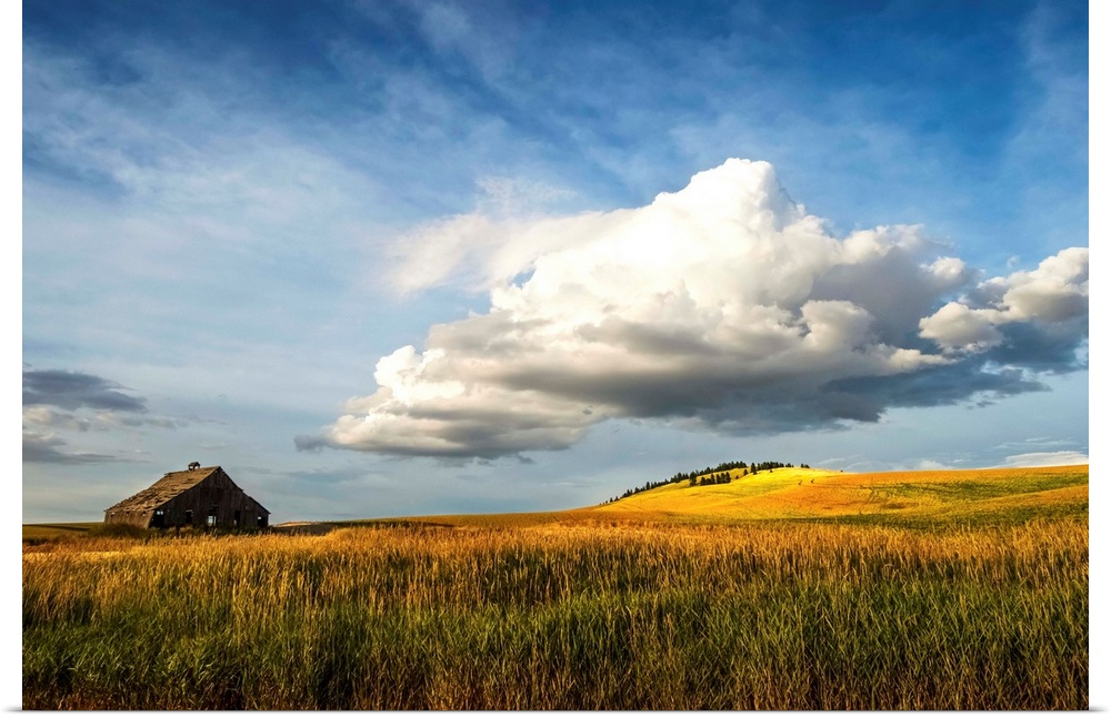Wheat field and old wooden barn, Palouse, Washington, United States of America.