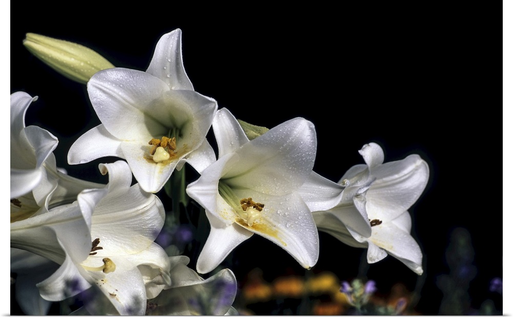 White Easter Lilies (Lilium) 'Snow Queen' Longiflorrum Liliaceae, New York Botanical Garden. Digitized from film, Bronx, N...