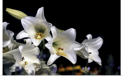 White Easter Lilies 'Snow Queen' Longiflorrum Liliaceae, New York Botanical Garden