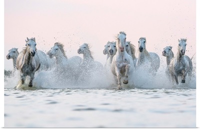 White Horses Of Camargue Running Out Of The Water, Camargue, France