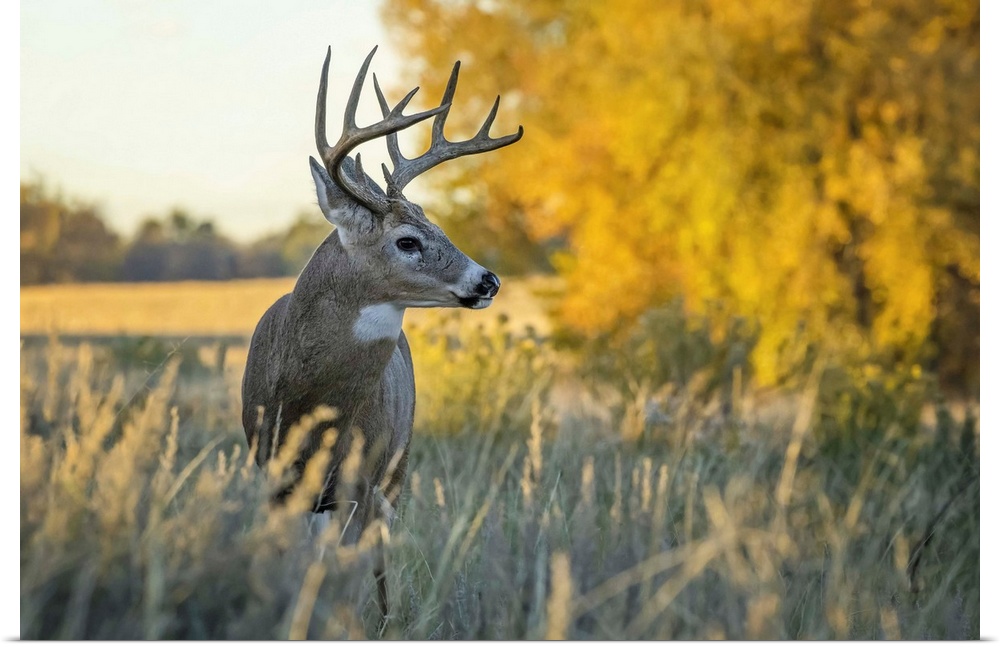 White-tailed Deer (Odocoileus virginianus) buck, Eastern Plains; Colorado, United States of America