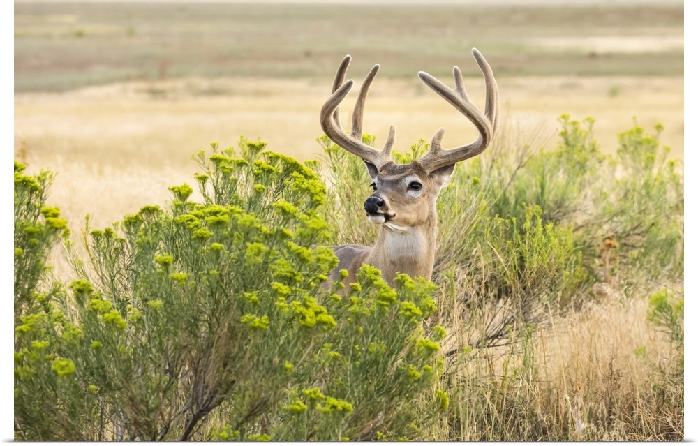 White-tailed deer buck (Odocoileus virginianus) standing and looking out from behind a shrub; Emporia, Kansas, United Stat...