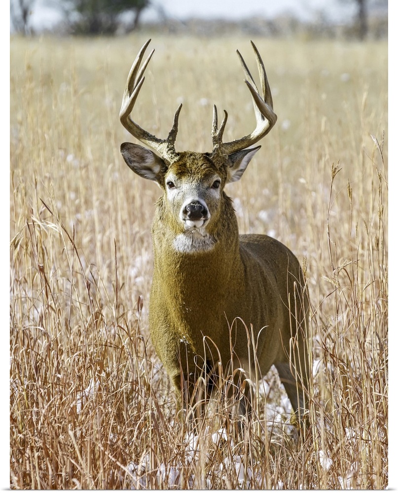 White-tailed deer (odocoileus virginianus) stag, eastern plains, Colorado, united states of America.