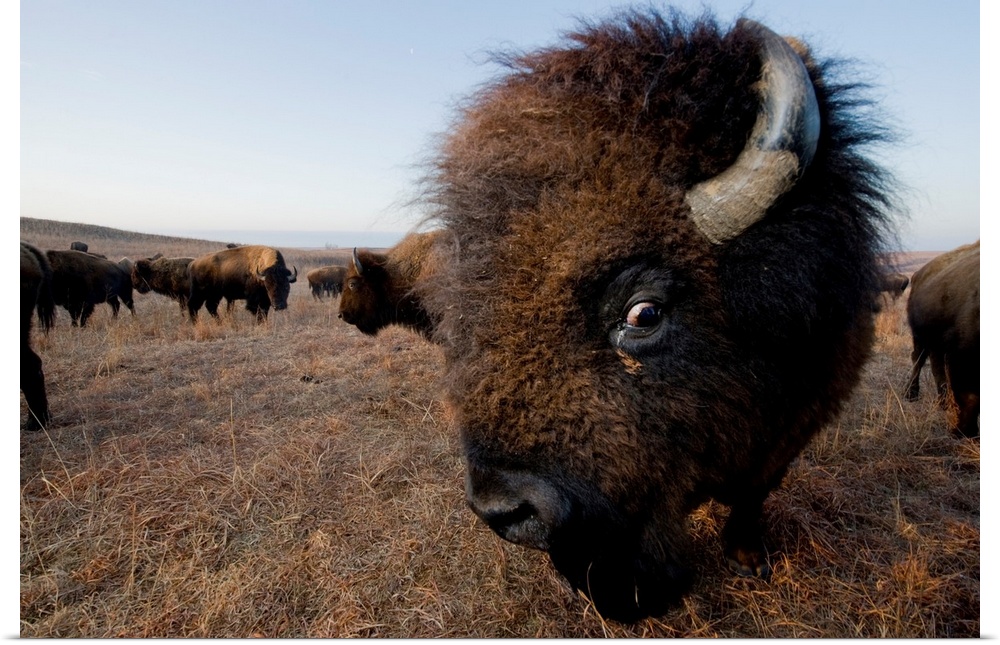 Wild American bison (bison bison) roam on a game preserve near canton, Kansas, USA. Canton, Kansas, united states of America.