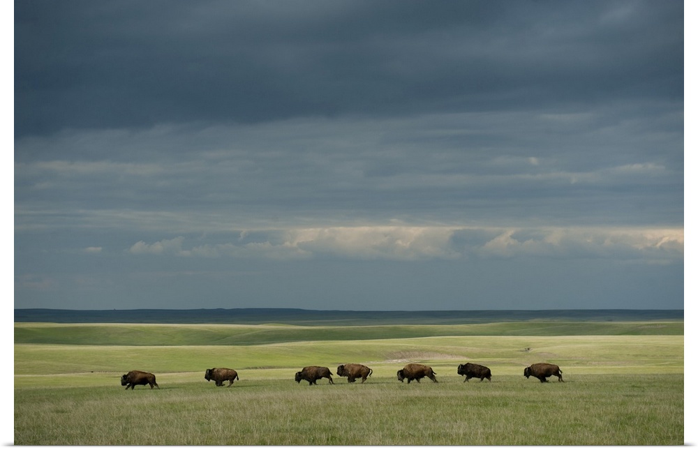 Wild American bison (bison bison) roam on a ranch in south Dakota, united states of America.