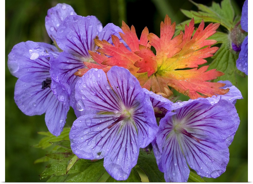 Wild Geranium blooms with premature fall leaf coloring in Glen Alps, Chugach State Park, South-central Alaska, Summer
