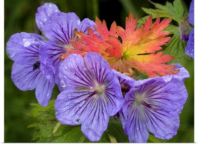 Wild Geranium blooms with premature fall leaf coloring in Glen Alps