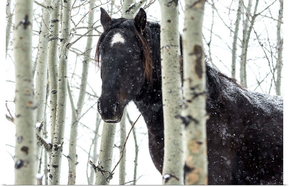 Wild horse in a snowstorm, Turner Valley, Alberta, Canada.