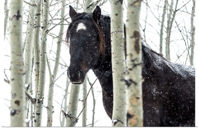 Wild horse in a snowstorm, Turner Valley, Alberta, Canada