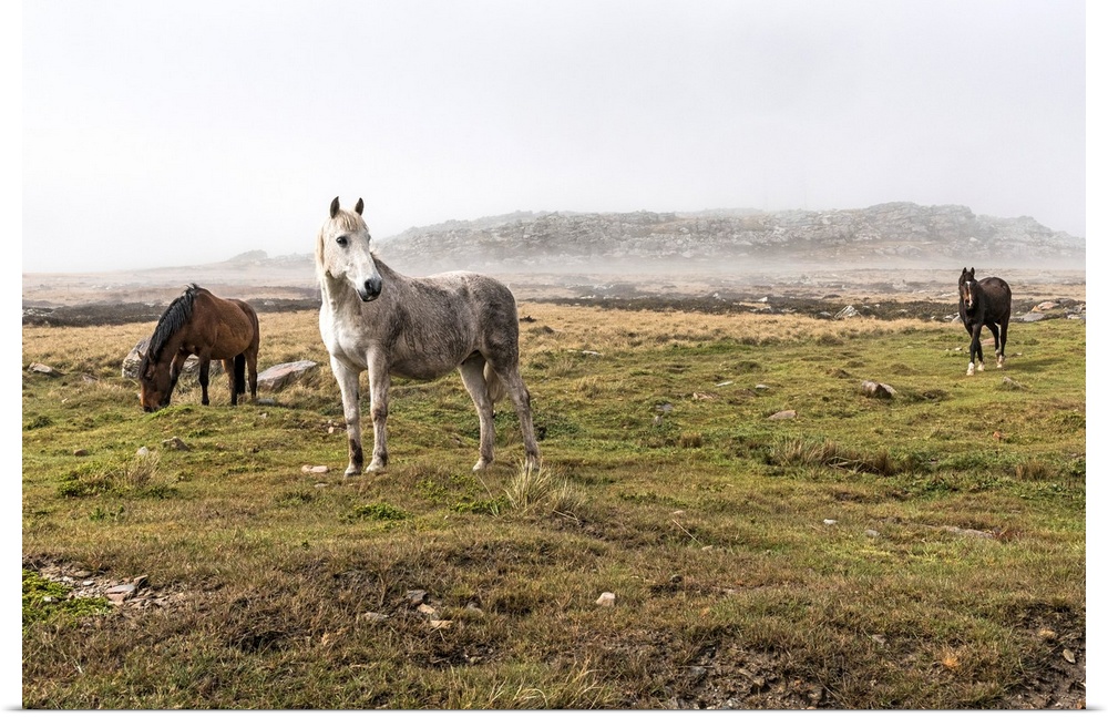 Wild horses standing in a foggy field.