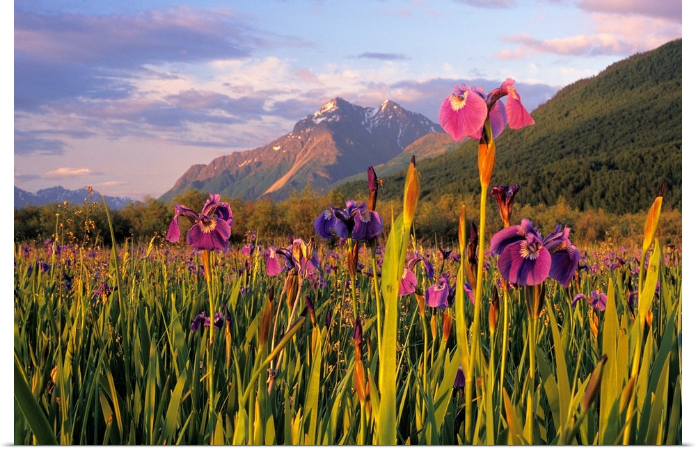 Photograph of flower meadow in front of Pioneer Peak SC Alaska Summer Mat-Su Valley.  Snow capped mountains are in the bac...