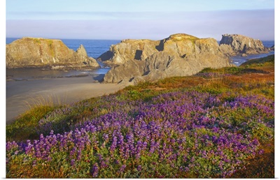Wildflowers And Rock Formations Along The Coast At Bandon State Park; Oregon, USA
