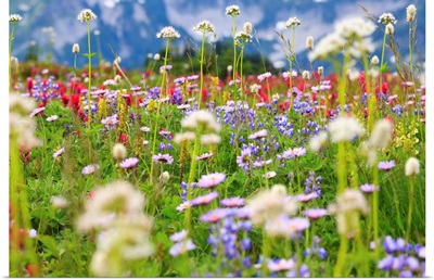 Wildflowers In A Meadow In Mt. Rainier National Park, Washington