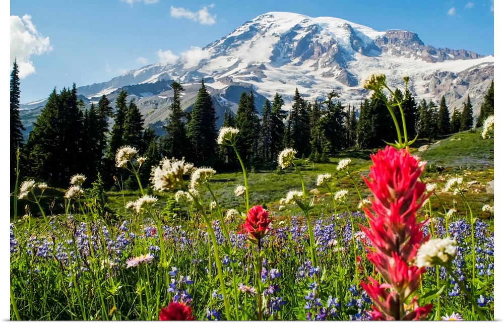 Wildflowers In Mount Rainier National Park, Washington