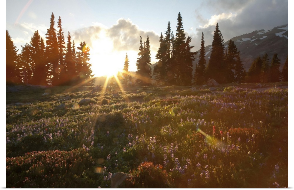 Wildflowers cover a landscape on Mount Rainier as the sun sets behind evergreen trees. Mount Rainier National Park, Washin...