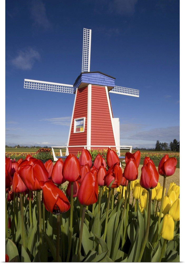 02 Apr 2007, Oregon, USA --- Windmill in Tulip Field --- Image by  Craig Tuttle/Corbis
