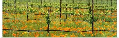 Wine grape vineyard in early Spring