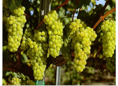Wine Grapes, Chardonnay clusters, Sonoma County, California