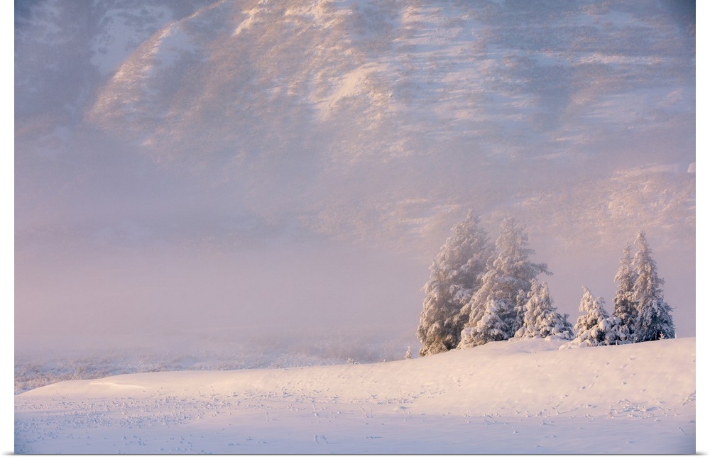 Winter view of a small stand of snow-covered spruce trees in fog, Turnagain Pass, Kenai Peninsula, Southcentral Alaska, USA.