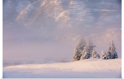 Winter View Of Snow-Covered Spruce Trees In Fog, Turnagain Pass, Kenai Peninsula, Alaska