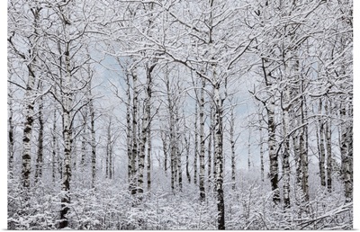 Winter Wonderland Landscape, Thunder Bay, Ontario, Canada
