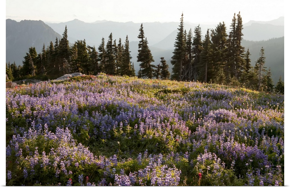 With the Cascade Mountain Range in the background, wildflowers and evergreen trees fill a landscape on Mount Rainier.