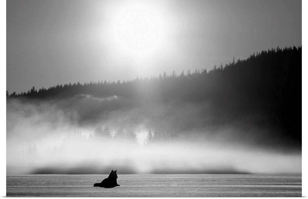 Wolf Basking In Sunlight, Tongass National Forest, Southeast Alaska