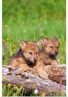 Wolf Cubs On Log