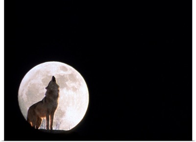 Wolf Howling With Full Moon