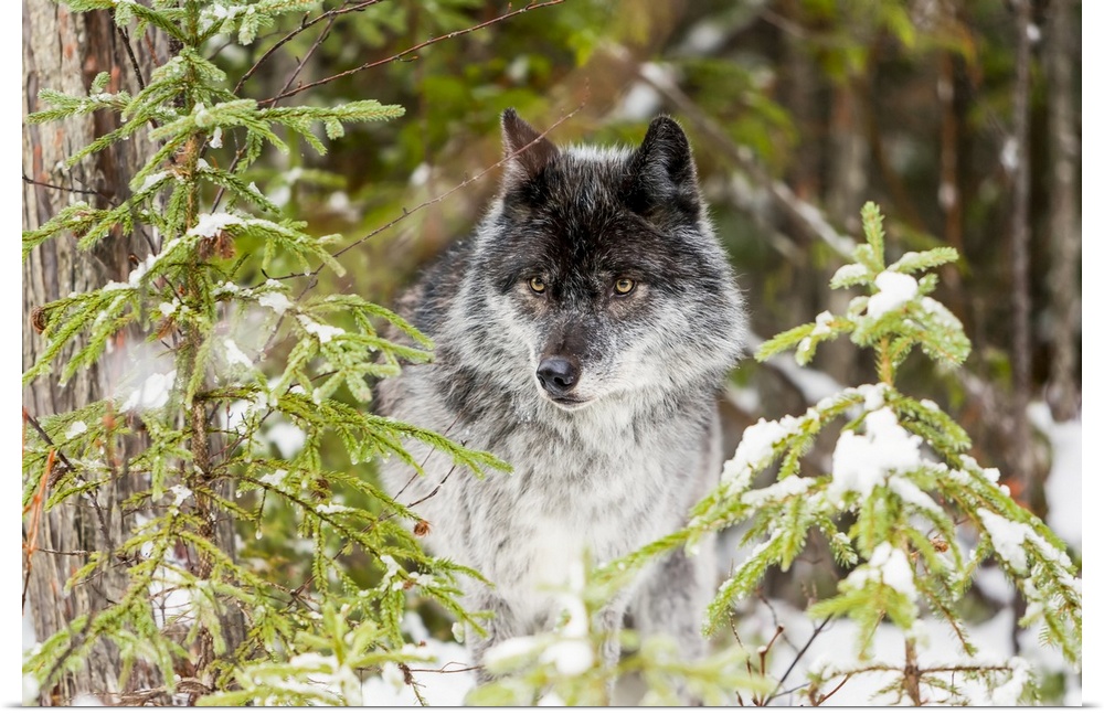 Wolf (Canis lupus) looking out from trees in snow; Golden, British Columbia, Canada