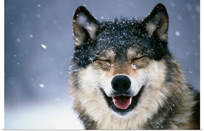Wolf Portrait in Winter