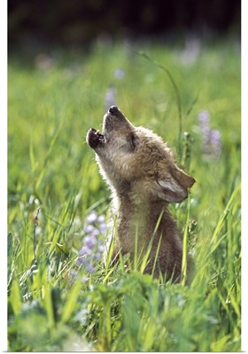 Wolf Puppy Howling In Mountain Meadow