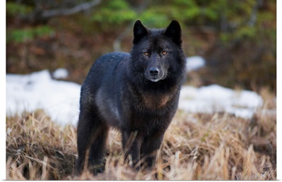 Wolf Standing Alert In Grass, Tongass National Forest, Southeast Alaska