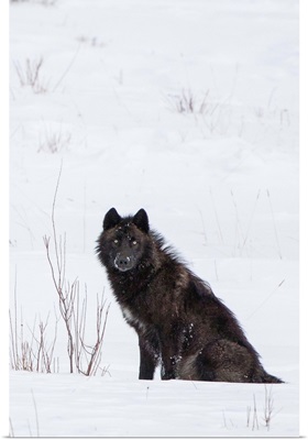 Wolf Waiting In Snow In Yellowstone National Park, Wyoming