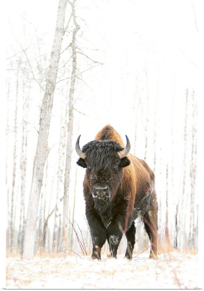 woods bison, at elk island national park
