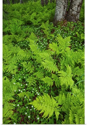 Wood ferns and bunch berry cover the ground near Byers Lake, Denali State Park, Alaska