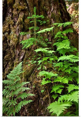 Wood ferns and spruce tree grow out of a large spruce tree, Winner Creek trail, Girdwood